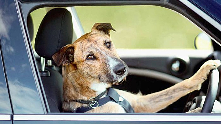 سریع ترین حیوانات را در حیات و...