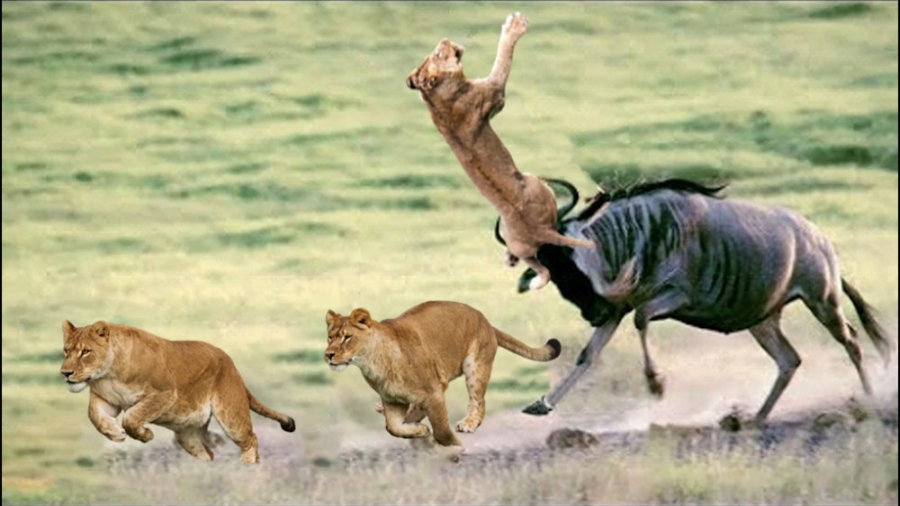 نبرد حیوانات حیات وحش | جنگ حی...