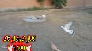 کبوترای حیاط واتفاقاتی که افتا...