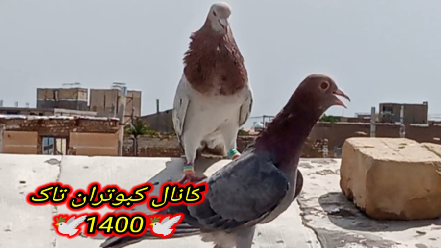 کبوتر بازی با کبوترای هفرنگ سر...