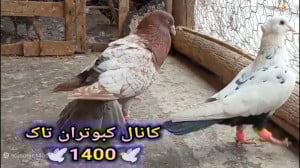 نمایشی از قور زدن کبوترام (پار...