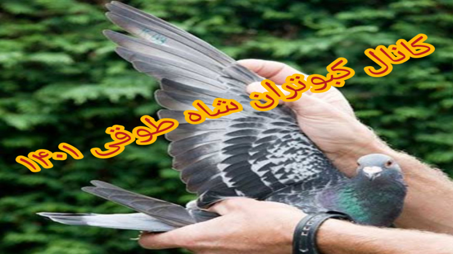 علت و درمان کت گرفتگی کبوتر