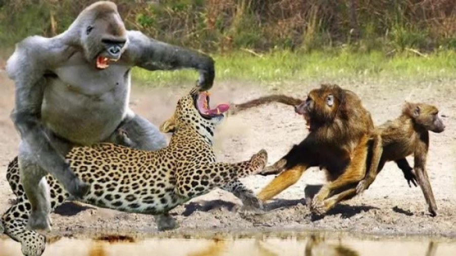 مستند حیات وحش | حمله بابون ها...