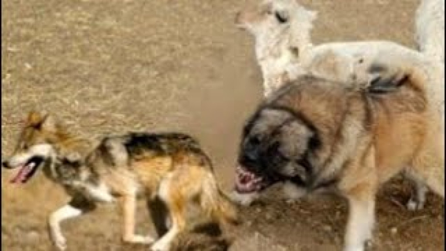 سگ چوپان قفقازی در مقابل گرگ ا...