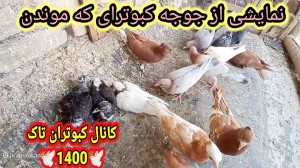 نمایشی از جوجه کبوترای که درحا...