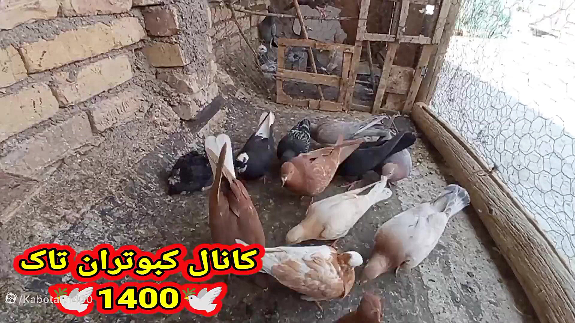 نمایشی از جوجه کبوترای که درحا...