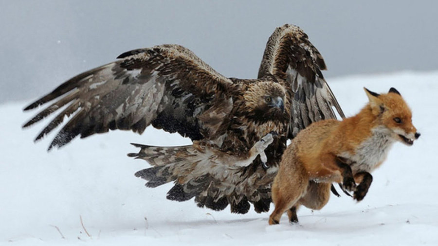 جنگ حیوانات وحشی ، اینطوری عقا...