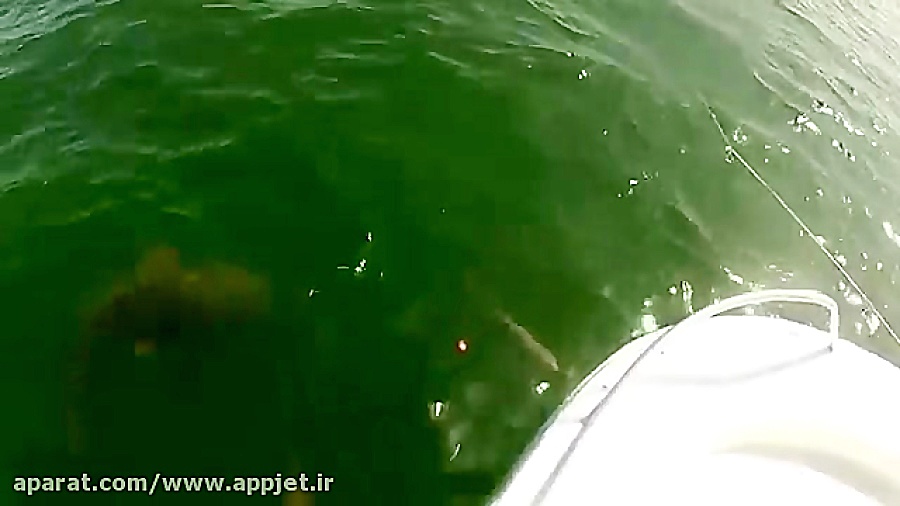 شکار کوسه (جالب)