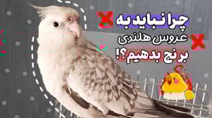 ایا میتوانیم به عروس هلندی برن...