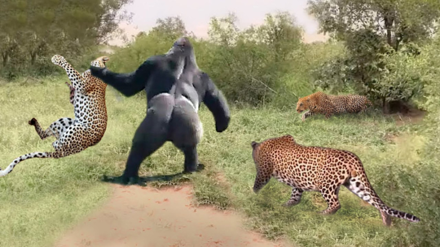 نبرد بین پلنگ و بابون2023 دنیا...