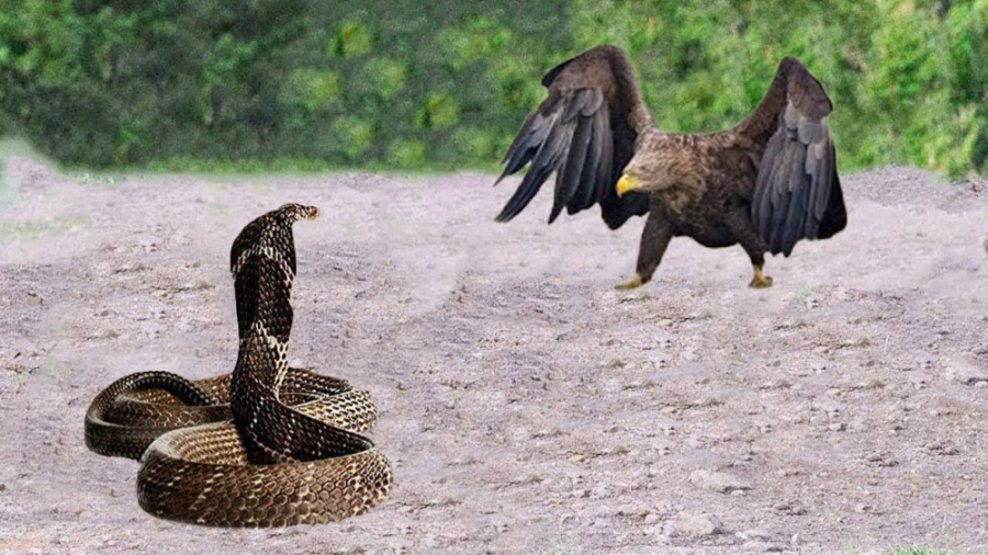عقاب ترسناک در مقابل مار بدبخت...