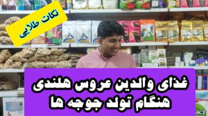 غذای جوجه عروس هلندی هنگام بدن...