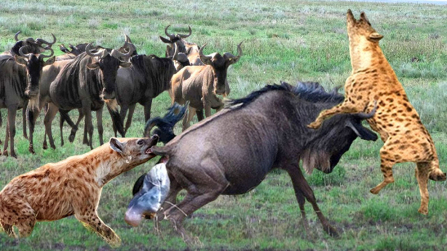 حمله کفتار به حیوانات 2023 نبر...