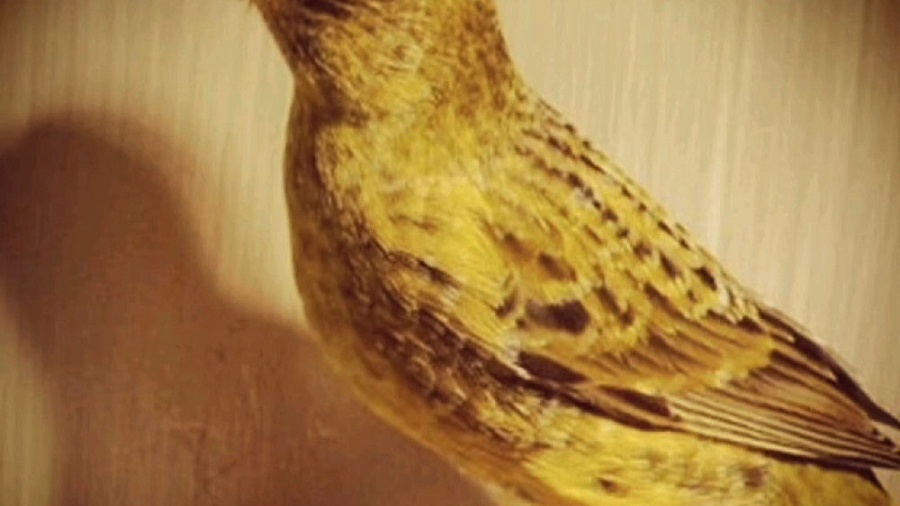 صدای قناری نر برای آموزش و تحر...