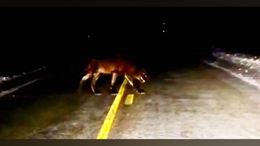 حیوانات:گرگاس حاصل گرگ وسگ