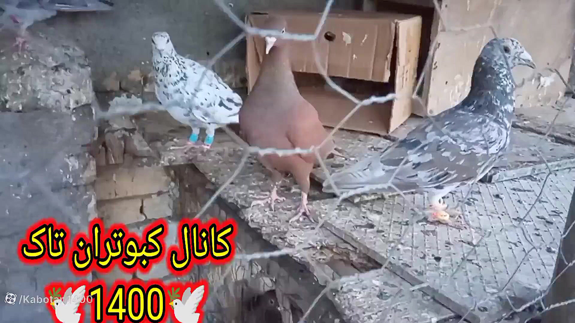 نمایشی از کبوترای که امروز غری...