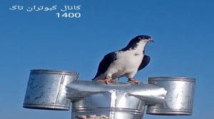 کبوتر بازی با همه کبوترام پارت...