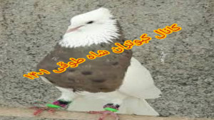 نمایشی از کبوتر کفتر رنگی