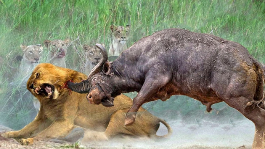 حمله کردن بوفالو ها به شیر ها...