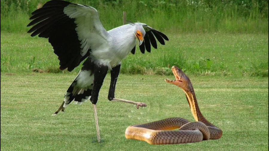 جنگ حواصیل با مار || شکار مار...