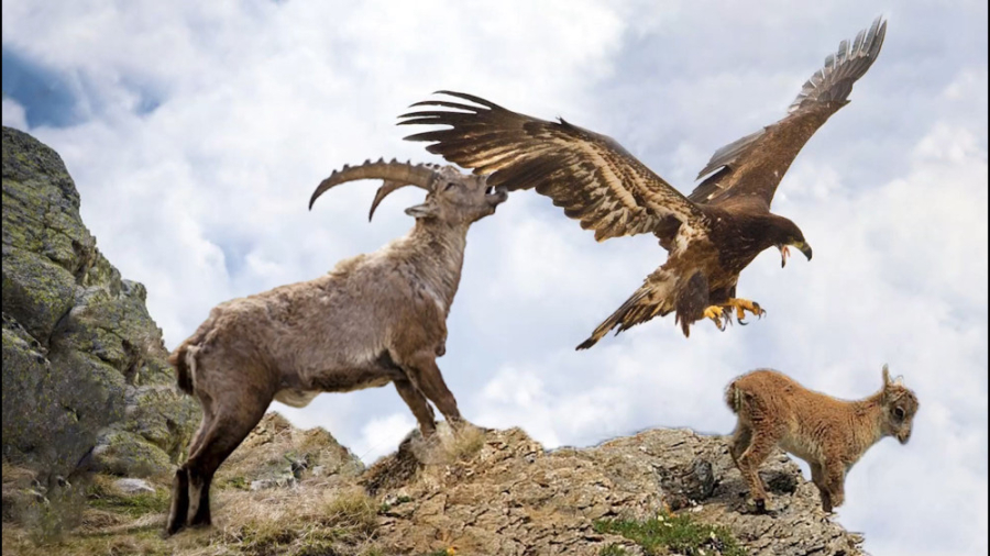 حیات وحش ، حمله عقاب برای شکار...