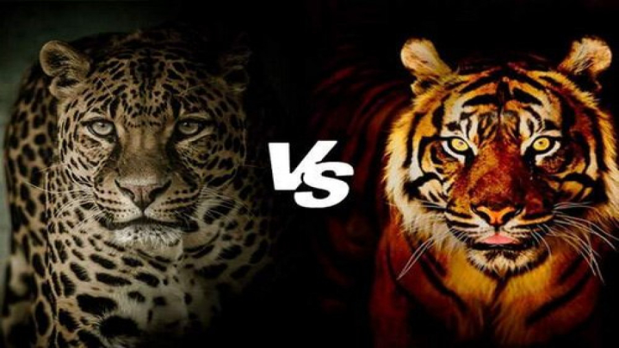 نبرد نادر شیر و ببر | چه کسی د...