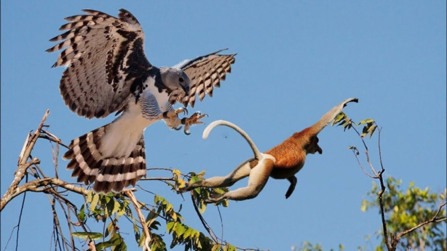 چنگال عقاب بر گردن بابون | نبر...