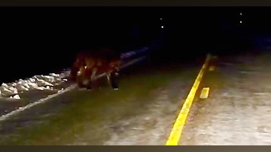 گرگاس در ایران