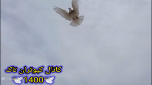 کبوتر بازی (نمایشی از ملق زدن...
