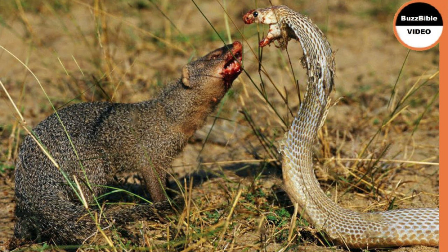 مستند حیات وحش | چان مانگوس قو...