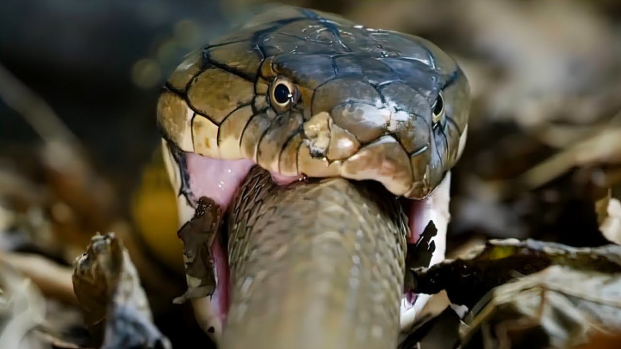 بدترین کابوس برای همه مارها! چ...