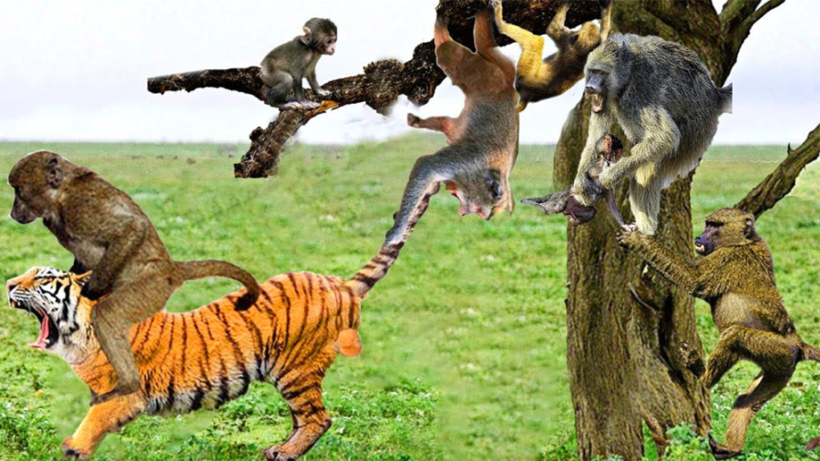 نبرد دیوانه کننده میمون ها با...