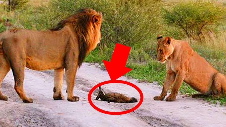 نبرد باورنکردنی شیر ها با روبا...