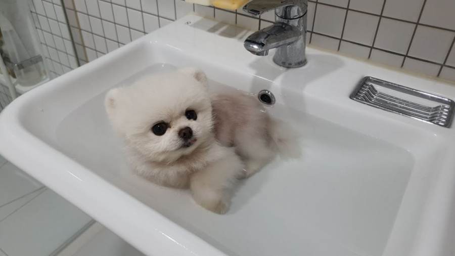 حمام کردن سگ خوشگل