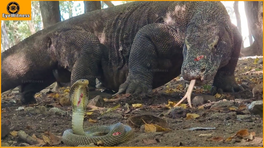 حملات ازده های کومودو به حیوان...