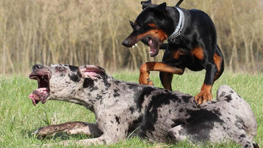 دوبرمن پینشر سگ قدرتمند باورنک...