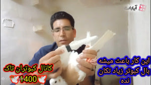 نحوه درمان شکستگی بال کبوتر