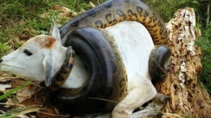 مار هیولا در حال کشتن گاو! مست...