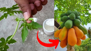 آموزش تکثیر گیاهان  نحوه کاشت...
