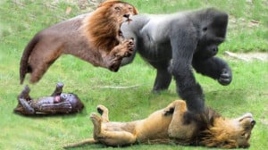 نبرد باورنکردنی بین شیر و گوری...