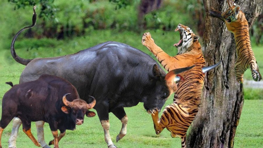 مبارزه بین 2 مادر  گور دیوانه...