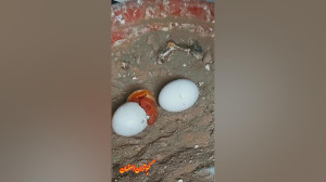 نمایشی از بیرون امدن جوجه از ت...
