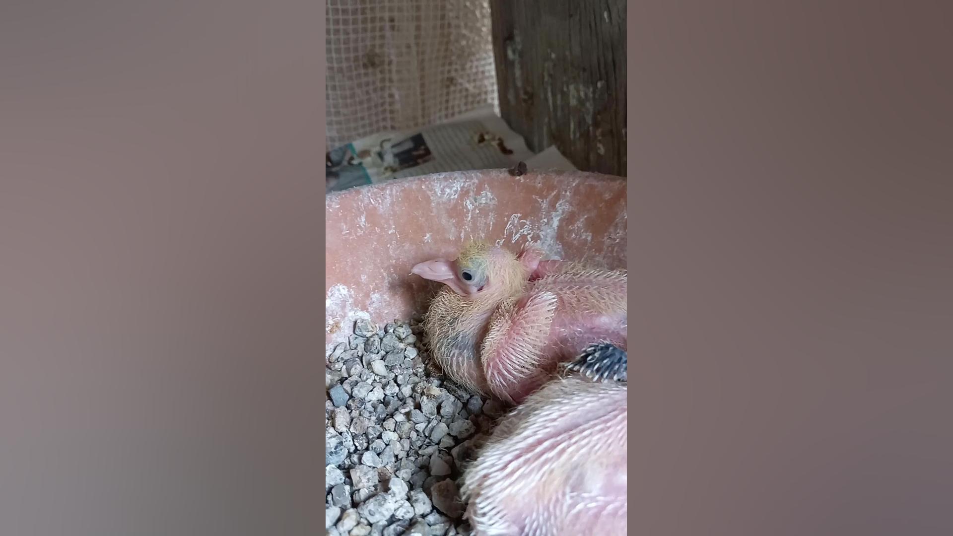 جوجه کبوتر جدید