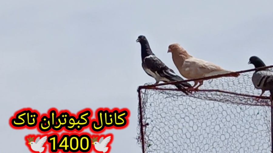 کبوتر بازی.پروندن کبوتر تهرانی...