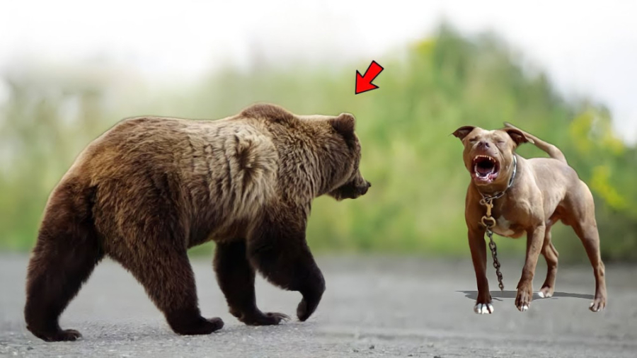 وقتی پیت بول با خرس ملاقات می...