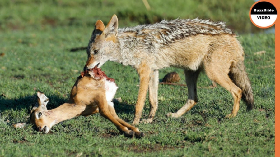 شغال ها یک ایمپالا را زنده می...