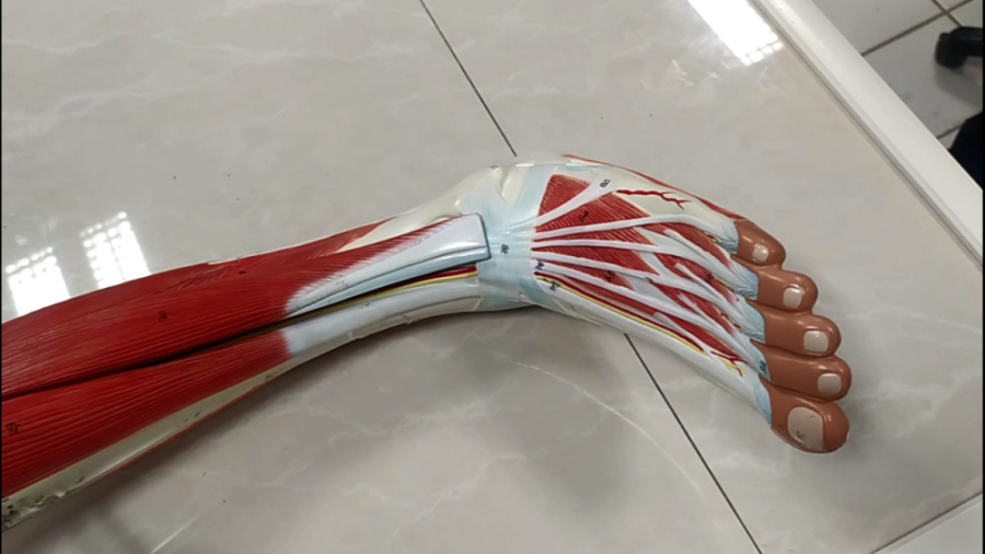 Leg Muscle Anatomy leg-muscle-anatomy