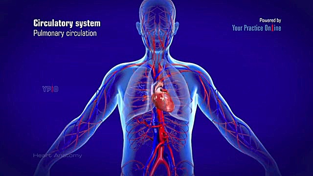 نحوه عملکرد قلب انسان