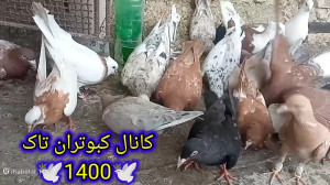 علت کج بودن نوک کبوترا وکارهای...