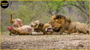 45 نبرد وحشتناک شیر  لحظات حیا...